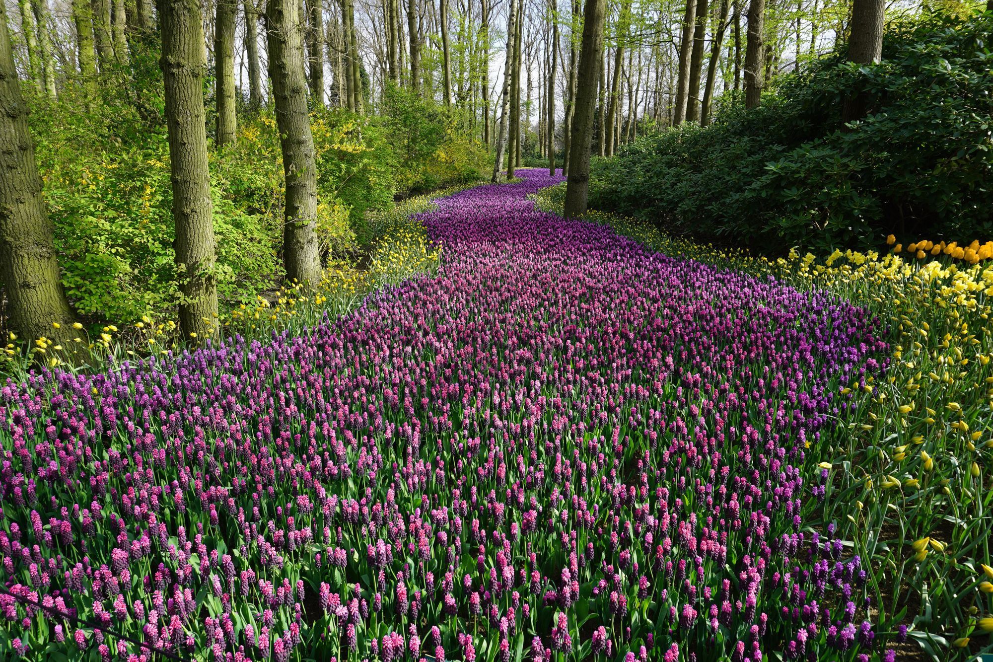 A forest